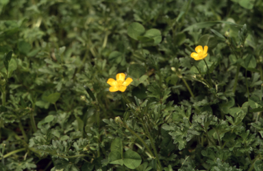 APII jpeg image of Ranunculus sp.  © contact APII