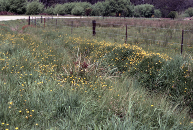 APII jpeg image of Ranunculus sp.  © contact APII