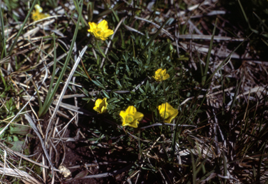 APII jpeg image of Ranunculus sp.  © contact APII