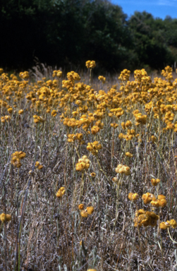 APII jpeg image of Chrysocephalum apiculatum  © contact APII