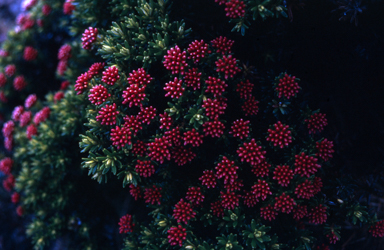 APII jpeg image of Ozothamnus ledifolius  © contact APII