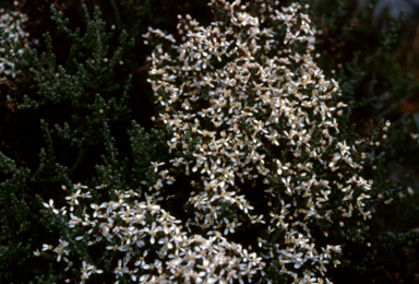 APII jpeg image of Olearia algida  © contact APII