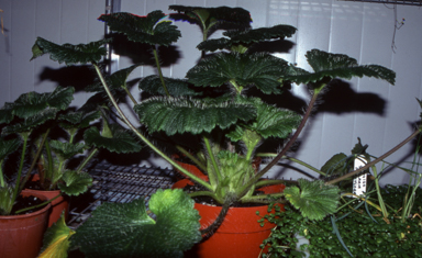 APII jpeg image of Stilbocarpa polaris  © contact APII