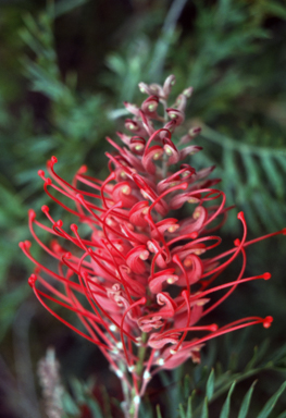 APII jpeg image of Grevillea 'Robyn Gordon'  © contact APII