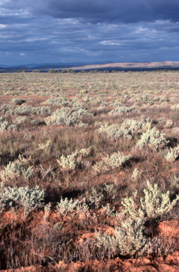 APII jpeg image of Atriplex vesicaria  © contact APII