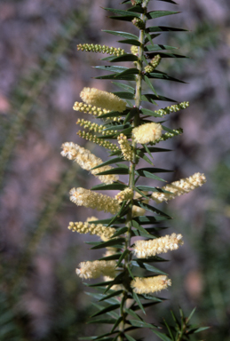 APII jpeg image of Acacia oxycedrus  © contact APII