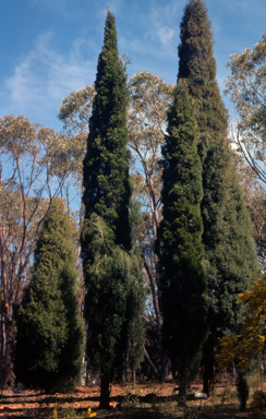 APII jpeg image of Callitris drummondii,<br/>Callitris endlicheri  © contact APII