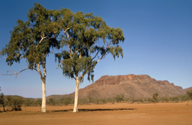 APII jpeg image of Corymbia aparrerinja subsp. aparrerinja  © contact APII