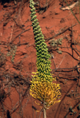 APII jpeg image of Grevillea eriostachya  © contact APII