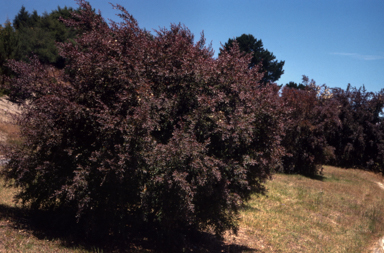 APII jpeg image of Leptospermum nitidum  © contact APII