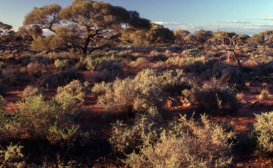 APII jpeg image of Acacia papyrocarpa  © contact APII