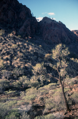 APII jpeg image of Hakea suberea  © contact APII