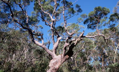 APII jpeg image of Angophora costata  © contact APII