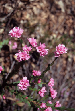 APII jpeg image of Boronia serrulata  © contact APII