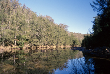APII jpeg image of Casuarina cunninghamiana  © contact APII
