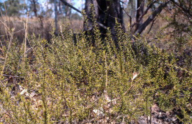 APII jpeg image of Mirbelia pungens  © contact APII