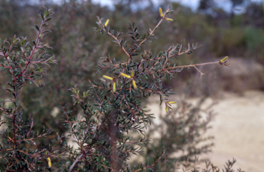 APII jpeg image of Persoonia hirsuta  © contact APII