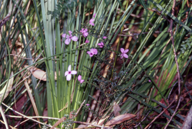 APII jpeg image of Tetratheca thymifolia  © contact APII