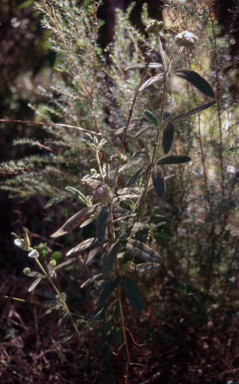 APII jpeg image of Zieria involucrata  © contact APII