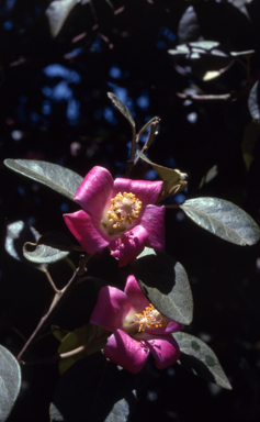 APII jpeg image of Lagunaria patersonii  © contact APII