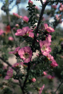 APII jpeg image of Leptospermum rotundifolium  © contact APII