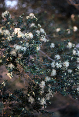 APII jpeg image of Melaleuca styphelioides  © contact APII