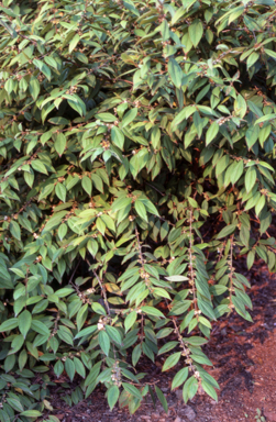 APII jpeg image of Rhodamnia trinervia  © contact APII