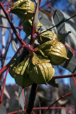 APII jpeg image of Eucalyptus pyriformis  © contact APII
