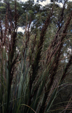 APII jpeg image of Gahnia sieberiana  © contact APII