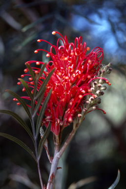 APII jpeg image of Grevillea banksii  © contact APII