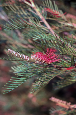 APII jpeg image of Grevillea hookeriana  © contact APII