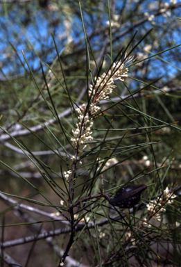 APII jpeg image of Hakea macraeana  © contact APII