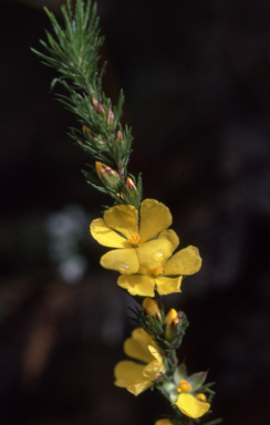 APII jpeg image of Hibbertia fasciculata  © contact APII