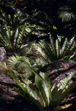APII jpeg image of Asplenium australasicum  © contact APII