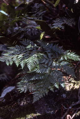 APII jpeg image of Davallia solida var. pyxidata  © contact APII