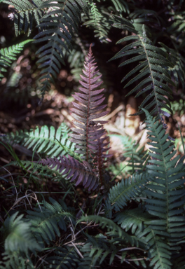 APII jpeg image of Doodia aspera  © contact APII