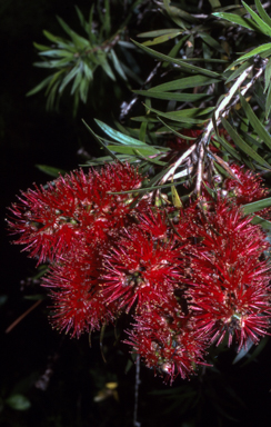 APII jpeg image of Callistemon viminalis 'Captain Cook'  © contact APII