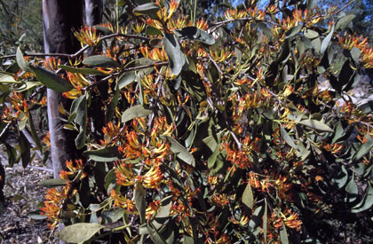 APII jpeg image of Dendrophthoe vitellina  © contact APII