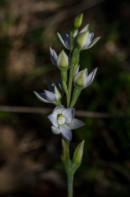 APII jpeg image of Thelymitra pallidiflora  © contact APII