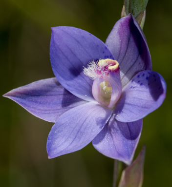 APII jpeg image of Thelymitra x merraniae  © contact APII