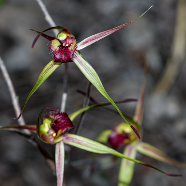 APII jpeg image of Caladenia australis  © contact APII