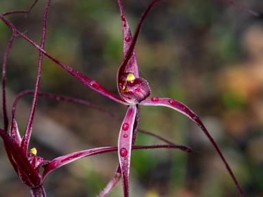 APII jpeg image of Caladenia bicalliata  © contact APII