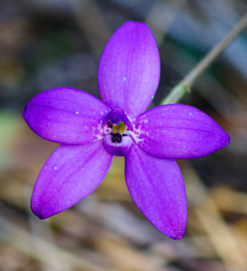 APII jpeg image of Glossodia minor  © contact APII