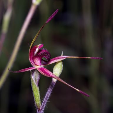 APII jpeg image of Caladenia robinsonii?  © contact APII