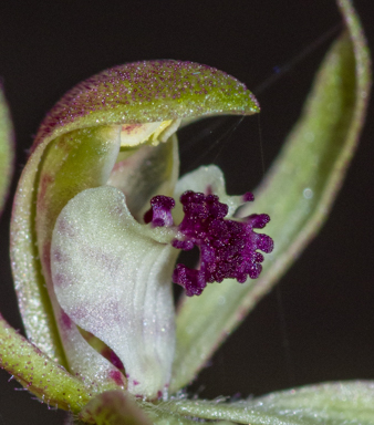 APII jpeg image of Caladenia transitoria  © contact APII