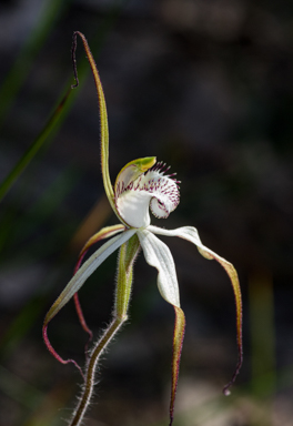 APII jpeg image of Caladenia venusta  © contact APII