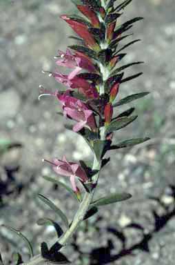 APII jpeg image of Eremophila calorhabdos  © contact APII