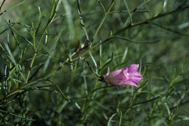 APII jpeg image of Eremophila granitica  © contact APII