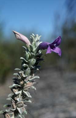 APII jpeg image of Eremophila hygrophana  © contact APII