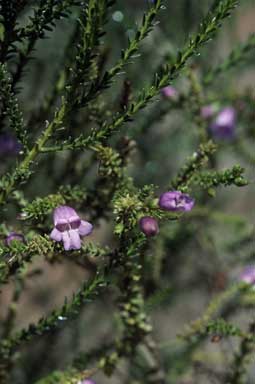 APII jpeg image of Eremophila sargentii  © contact APII